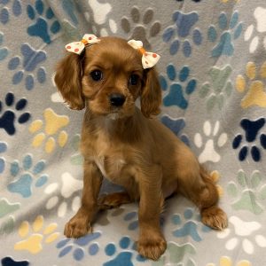 Female Cavalier Born: 8/13/26 $2599.99 USDA# 85-A-0077