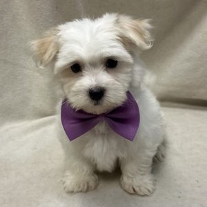 Male Havamalt (Havanese x Maltese) Born: 2/17/26 $1799.99 USDA# 47-B-0126