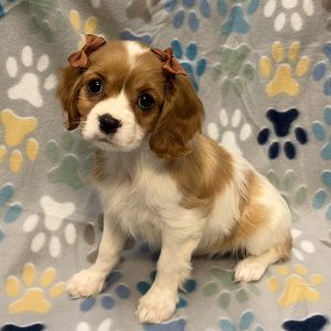 Female Cavalier Born: 8/13/26 $2599.99 USDA# 85-A-0077
