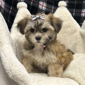 Female Shorkie (Shih Tzu x Yorkie) Born: 11/7/25 SALE! Originally: $1999.99 - $300 Now: $1699.99! USDA# 47-B-0126