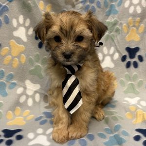 Male Morkie (Maltese x Yorkie) Born: 8/20/26 $1999.99 USDA# 85-A-0077