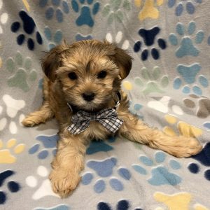 Male Morkie (Maltese x Yorkie) Born: 8/20/26 $1999.99 USDA# 85-A-0077