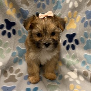 Female Morkie (Maltese x Yorkie) Born: 8/20/26 $2099.99 USDA# 85-A-0077