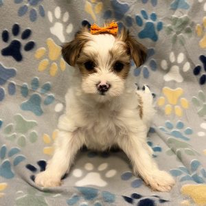 Female Morkie (Maltese x Yorkie) Born: 8/20/26 $1999.99 USDA# 85-A-0077