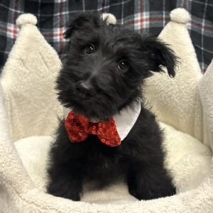 Male Scottish Terrier Born: 11/8/25 $1799.99 USDA# 85-A-0077