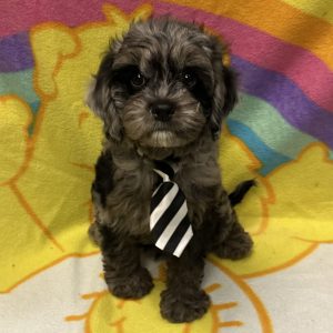 Male Cavapoo (Cavalier x Poodle) Born: 2/23/26 $2299.99 USDA# 47-B-0126