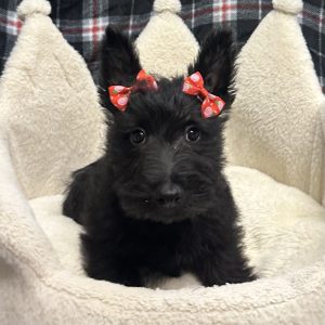 Female Scottish Terrier Born: 11/8/25 $1999.99 USDA# 85-A-0077