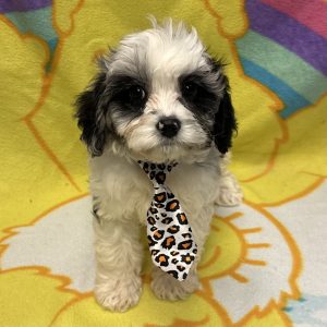 Male Cavapoo (Cavalier x Poodle) Born: 2/23/26 $2299.99 USDA# 47-B-0126