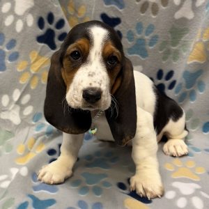 Female Basset Hound Born: 8/19/26 $2199.99 USDA# 47-B-0117