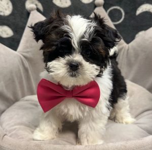 Male Malshipoo (Maltipoo x Malshi) Born: 7/18/25 SALE! Originally $1899.99 -$700 Now $1199.99! USDA# 47-B-0126