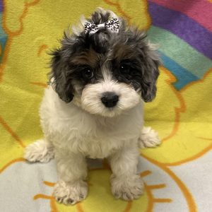 Female Cavapoo (Cavalier x Poodle) Born: 2/23/26 $2399.99 USDA# 47-B-0126