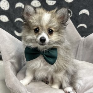 Male Pomeranian Born: 5/4/25 SALE! Originally: $1999.99 Now: $1199.99! USDA# 47-B-0126
