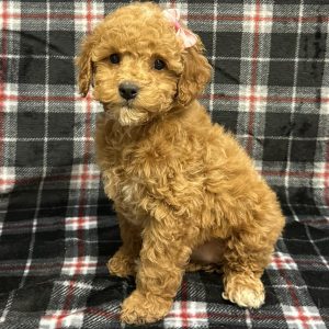 Female Maltipoo/Poodle (Maltese x Poodle) Born: 11/14/25 $1999.99 USDA# 48-A-0366