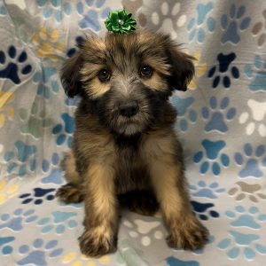 Female Wheaten Terrier Born: 8/18/26 $1899.99 USDA# 47-B-0117