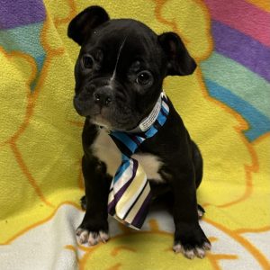 Male Frenchton (French Bulldog x Boston Terrier) Born: 2/26/26 $2499.99 USDA# 47-B-0126