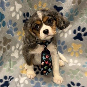 Male Cavalier Born: 8/19/26 $2699.99 USDA# 47-B-0117