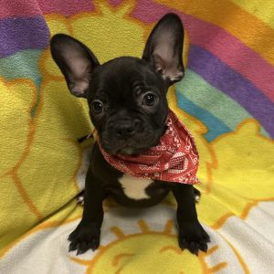 Male Frenchton (French Bulldog x Boston Terrier) Born: 2/26/26 $2499.99 USDA# 47-B-0126