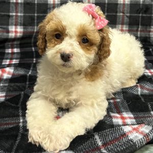 Female Maltipoo/Poodle (Maltese x Poodle) Born: 11/14/25 $1899.99 USDA# 48-A-0366