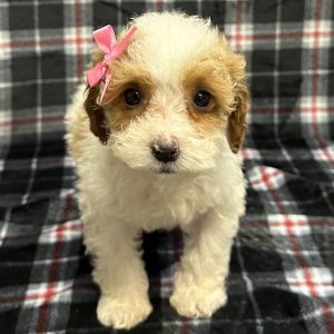 Female Maltipoo/Poodle (Maltese x Poodle) Born: 11/14/25 $1999.99 USDA# 48-A-0366