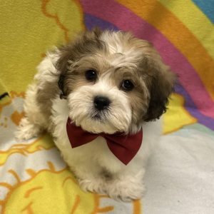 Male Zuchon (Shih Tzu x Bichon) Born: 2/20/26 $1799.99 USDA# 47-B-0126