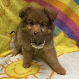 Female Aussiepom (Australian Shepherd x Pomeranian) Born: 2/21/26 $1899.99 USDA# 47-B-0126