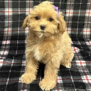Female Malshipoo Born: 11/5/25 SALE! Originally: $1999.99 - $100 Now: $1899.99! USDA# 48-A-0366