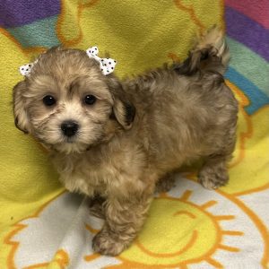 Female Havanese Born: 3/1/26 $1899.99 USDA# 47-B-0126