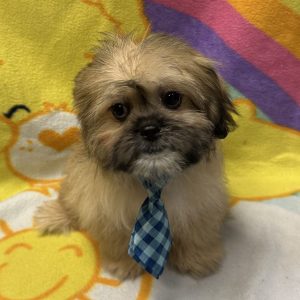 Male Shiranian (Shih Tzu x Pomeranian) Born: 2/3/26 $1699.99 USDA# 47-B-0126
