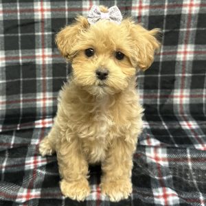 Female Malshipoo  Born: 11/5/25 $1999.99 USDA# 48-A-0366