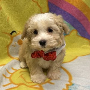 Male Havanese Born: 3/1/26 $1899.99 USDA# 47-B-0126