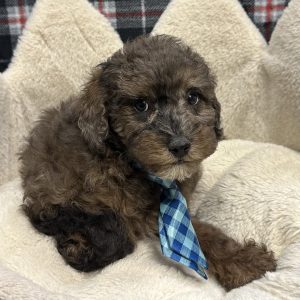 Male Maltipoo/Poodle (Maltese x Poodle) Born: 11/15/25 $1799.99 USDA# 48-A-0366