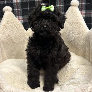 Female Maltipoo/Poodle (Maltese x Poodle) Born: 11/15/25 $1599.99 USDA# 48-A-0366