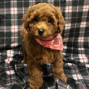 Male Maltipoo/Poodle (Maltese x Poodle) Born: 10/31/25 $2099.99 USDA# 48-A-0366