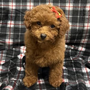 Female Maltipoo/Poodle (Maltese x Poodle) Born: 10/31/25 $2099.99 USDA# 48-A-0366