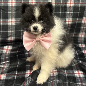 Male Pomeranian Born: 11/4/25 $2399.99 USDA# 48-A-0366