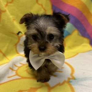 Male Silkshire Terrier (Silky Terrier x Yorkshire Terrier) Born: 2/13/26 $2999.99 USDA# 47-B-0126