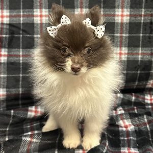 Female Pomeranian Born: 11/4/25 $2399.99 USDA# 48-A-0366