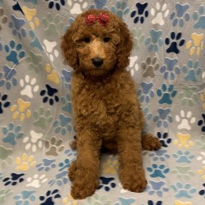 Female Standard Poodle Born: 7/27/26 $1899.99 USDA# 48-A-0366