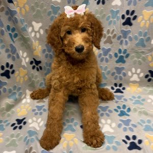 Female Standard Poodle Born: 7/27/26 $1899.99 USDA# 48-A-0366