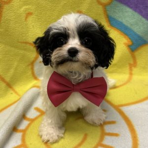 Male Shorkiepoo (Shih Tzu/Poodle x Yorkie) Born: 1/25/26 $2099.99 USDA# 47-B-0126