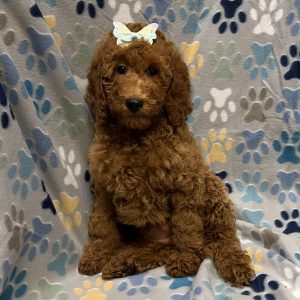 Female Standard Poodle Born: 7/27/26 $1899.99 USDA# 48-A-0366