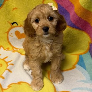 Female Cavapoo (Cavalier x Poodle) Born: 4/26/26 $1899.99 USDA# 85-A-0077
