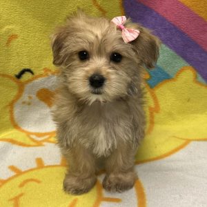 Female Morkie (Maltese x Yorkie) Born: 2/20/26 $1899.99 USDA# 47-B-0126
