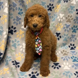 Male Standard Poodle Born: 7/27/26 $1899.99 USDA# 48-A-0366