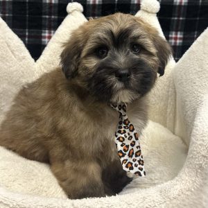 Male Havawheat (Havanese x Wheaten Terrier) Born: 11/12/25 $1899.99 USDA# 47-B-0126