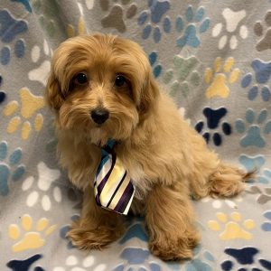 Male Maltipoo (Maltese x Poodle) Born: 6/24/26 $1499.99 USDA# 48-A-0366