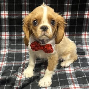 Male Cavalier Born: 10/7/25 $1799.99 USDA# 47-B-0126