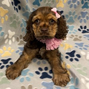 Female Cocker Spaniel Born: 8/27/26 $2099.99 USDA# 48-A-2193