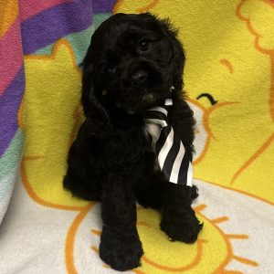 Male Cocker Spaniel Born: 3/4/26 $ USDA# 