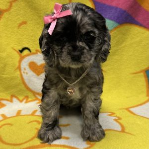 Female Cocker Spaniel Born: 3/4/26 $ USDA# 